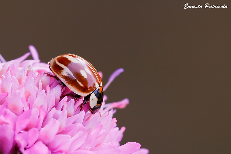 coccinella: Myzia oblongoguttata